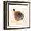 Fig Shell-Tom Artin-Framed Art Print