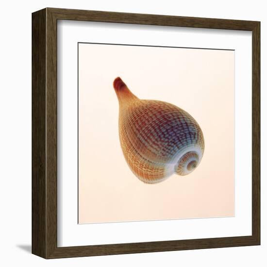 Fig Shell-Tom Artin-Framed Art Print