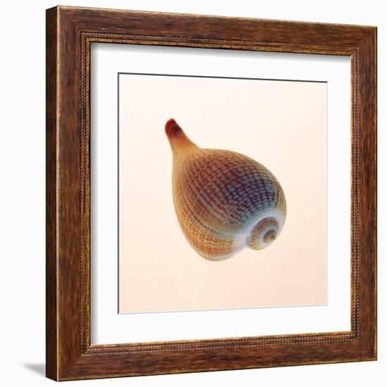 Fig Shell-Tom Artin-Framed Art Print