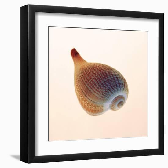 Fig Shell-Tom Artin-Framed Art Print