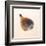 Fig Shell-Tom Artin-Framed Art Print