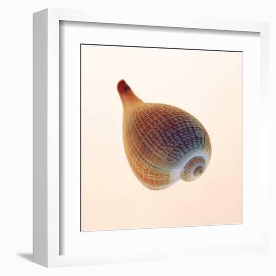 Fig Shell-Tom Artin-Framed Art Print