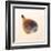 Fig Shell-Tom Artin-Framed Art Print