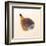 Fig Shell-Tom Artin-Framed Art Print