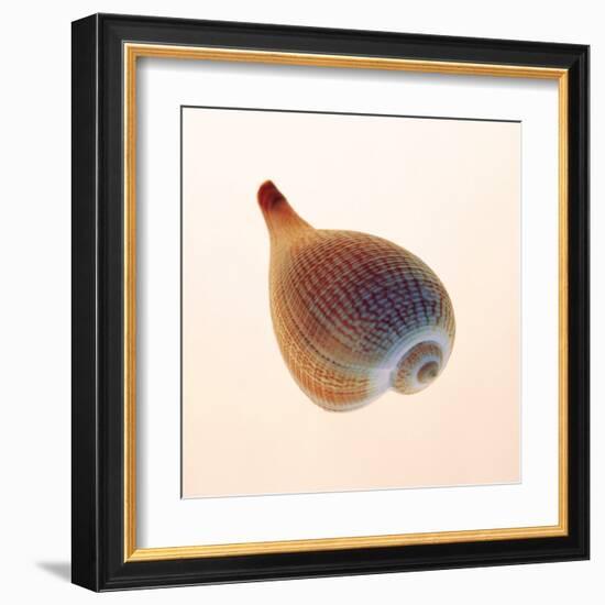 Fig Shell-Tom Artin-Framed Art Print