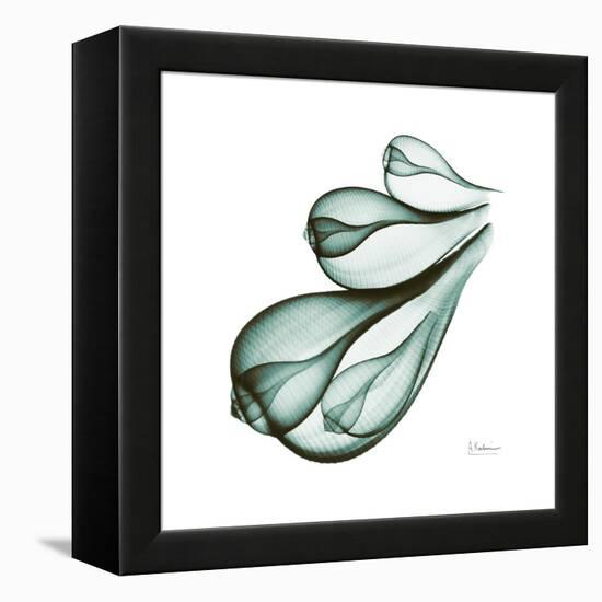 Fig Shells Down-Albert Koetsier-Framed Stretched Canvas