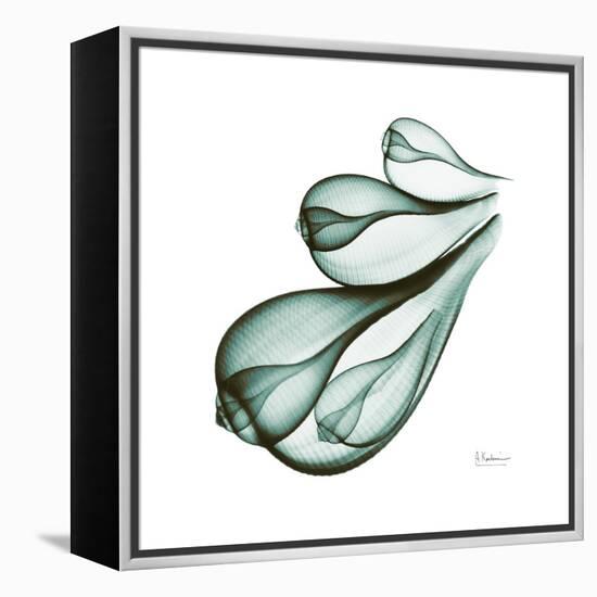 Fig Shells Down-Albert Koetsier-Framed Stretched Canvas