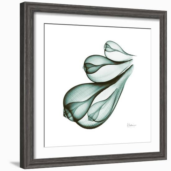 Fig Shells Down-Albert Koetsier-Framed Premium Giclee Print