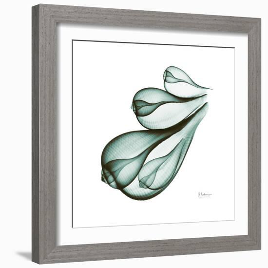 Fig Shells Down-Albert Koetsier-Framed Premium Giclee Print