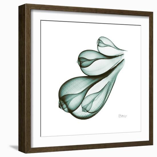 Fig Shells Down-Albert Koetsier-Framed Premium Giclee Print