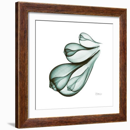 Fig Shells Down-Albert Koetsier-Framed Premium Giclee Print