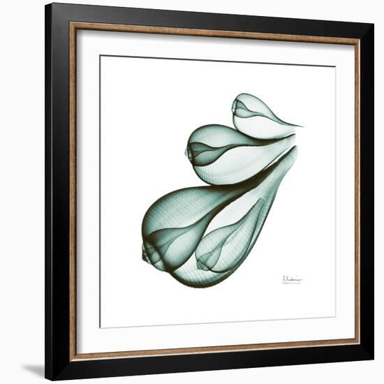 Fig Shells Down-Albert Koetsier-Framed Premium Giclee Print