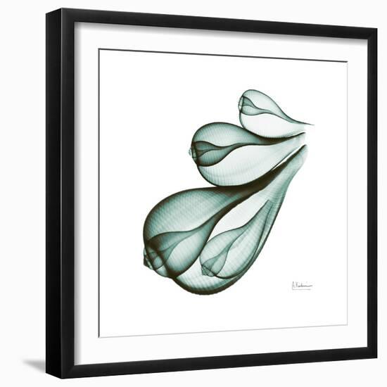 Fig Shells Down-Albert Koetsier-Framed Premium Giclee Print