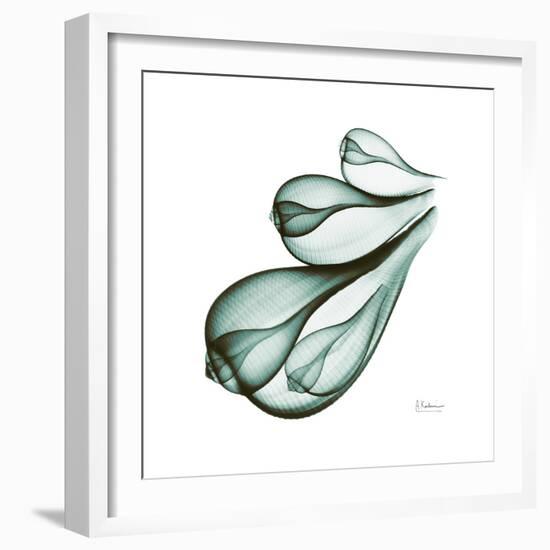 Fig Shells Down-Albert Koetsier-Framed Premium Giclee Print