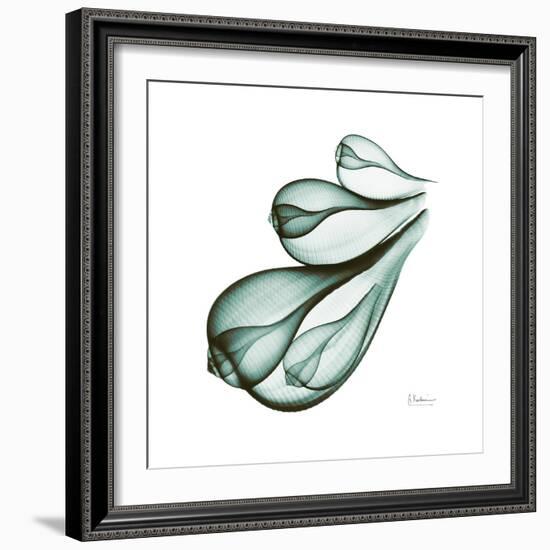 Fig Shells Down-Albert Koetsier-Framed Premium Giclee Print