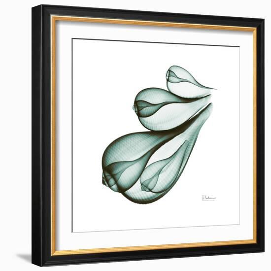 Fig Shells Down-Albert Koetsier-Framed Premium Giclee Print