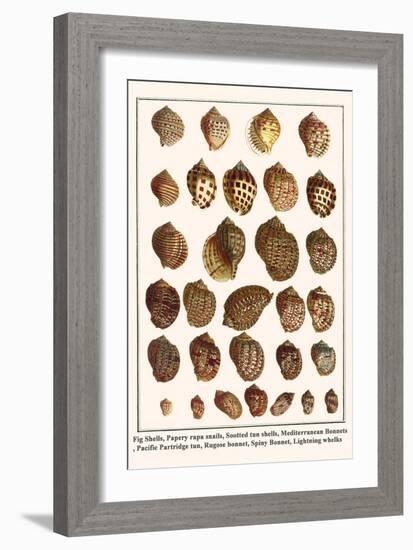 Fig Shells, Papery Rapa Snails, Sootted Tun Shells, Mediterranean Bonnets, etc.-Albertus Seba-Framed Art Print