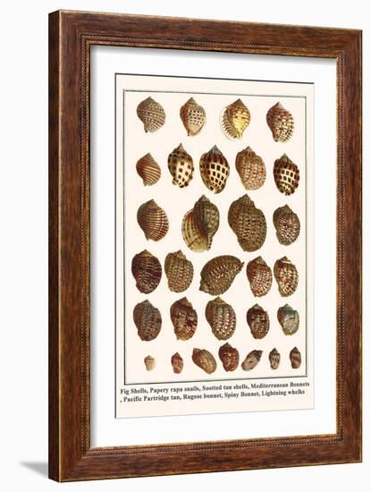 Fig Shells, Papery Rapa Snails, Sootted Tun Shells, Mediterranean Bonnets, etc.-Albertus Seba-Framed Art Print