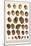 Fig Shells, Papery Rapa Snails, Sootted Tun Shells, Mediterranean Bonnets, etc.-Albertus Seba-Mounted Art Print