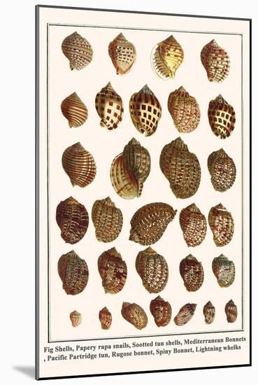 Fig Shells, Papery Rapa Snails, Sootted Tun Shells, Mediterranean Bonnets, etc.-Albertus Seba-Mounted Art Print