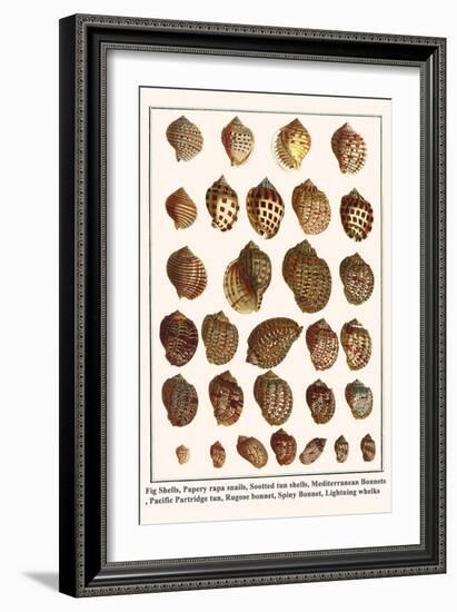 Fig Shells, Papery Rapa Snails, Sootted Tun Shells, Mediterranean Bonnets, etc.-Albertus Seba-Framed Art Print