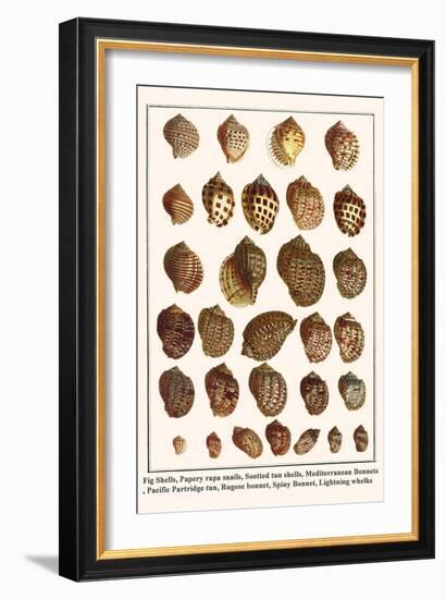 Fig Shells, Papery Rapa Snails, Sootted Tun Shells, Mediterranean Bonnets, etc.-Albertus Seba-Framed Art Print