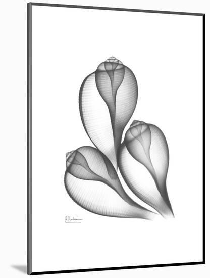 Fig Shells Xray 1-Albert Koetsier-Mounted Premium Giclee Print