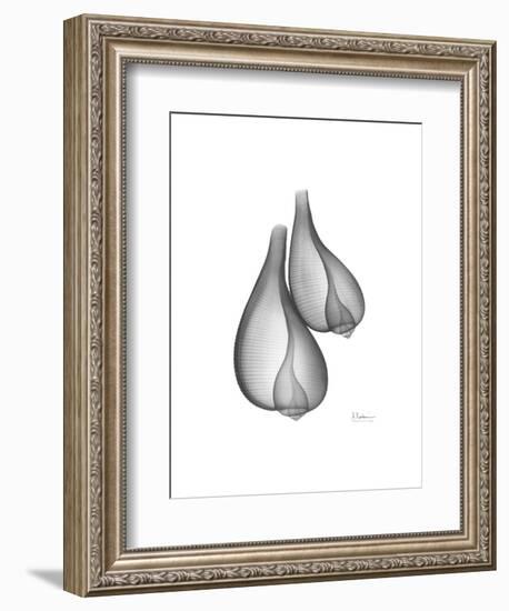 Fig Shells Xray 2-Albert Koetsier-Framed Art Print