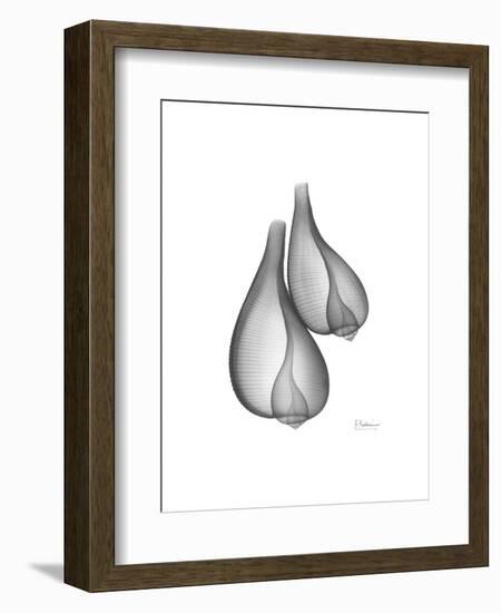 Fig Shells Xray 2-Albert Koetsier-Framed Art Print