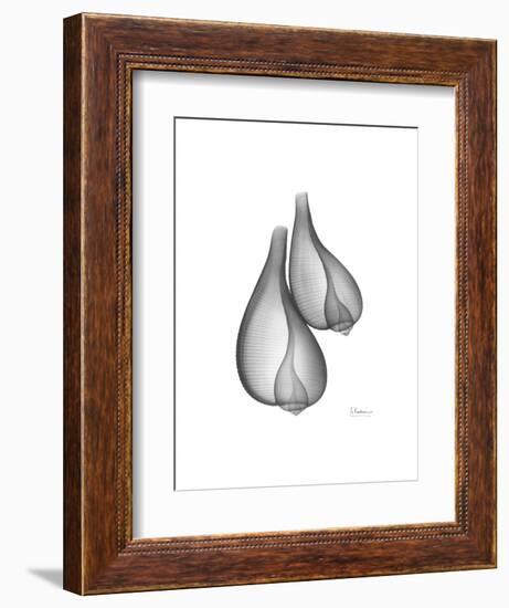 Fig Shells Xray 2-Albert Koetsier-Framed Art Print