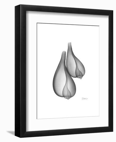 Fig Shells Xray 2-Albert Koetsier-Framed Art Print