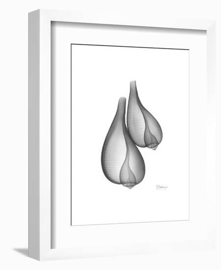 Fig Shells Xray 2-Albert Koetsier-Framed Art Print