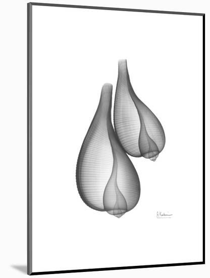 Fig Shells Xray 2-Albert Koetsier-Mounted Art Print