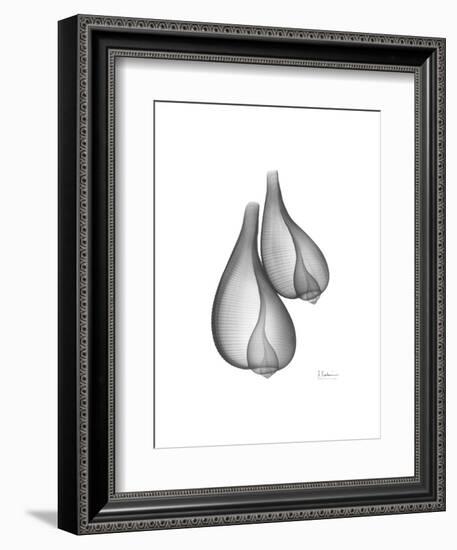 Fig Shells Xray 2-Albert Koetsier-Framed Art Print