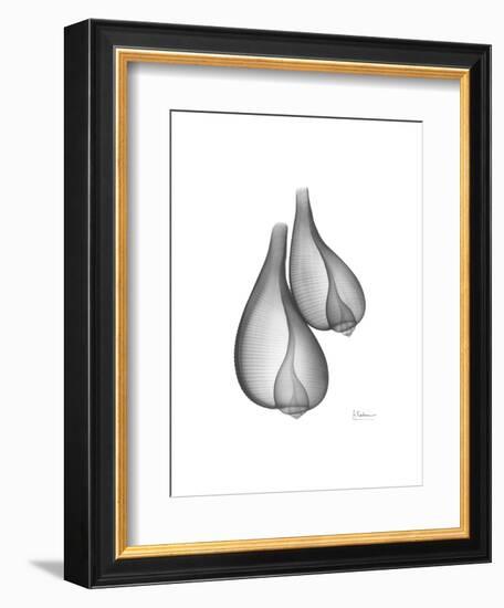 Fig Shells Xray 2-Albert Koetsier-Framed Art Print