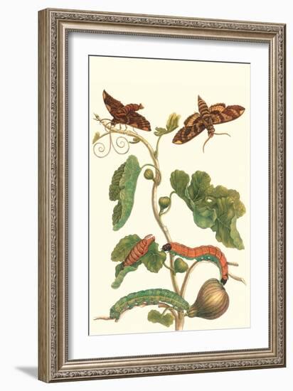 Fig Tree with Fig Sphinx-Maria Sibylla Merian-Framed Premium Giclee Print