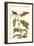 Fig Tree with Fig Sphinx-Maria Sibylla Merian-Framed Premium Giclee Print