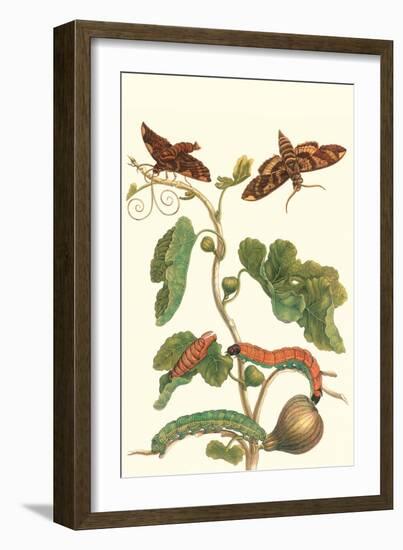 Fig Tree with Fig Sphinx-Maria Sibylla Merian-Framed Premium Giclee Print