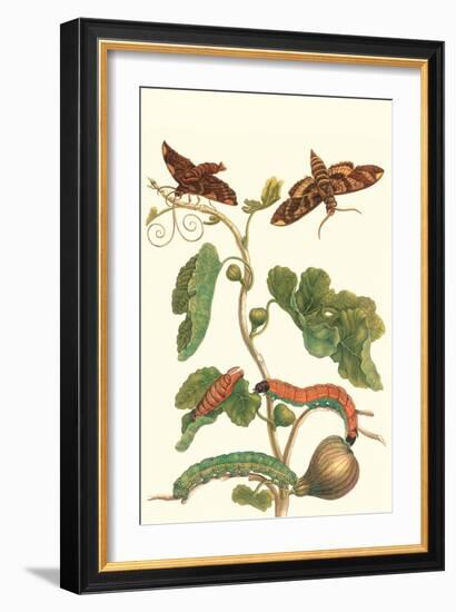 Fig Tree with Fig Sphinx-Maria Sibylla Merian-Framed Premium Giclee Print