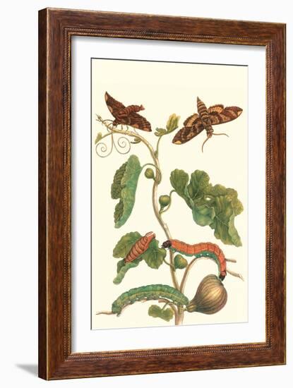 Fig Tree with Fig Sphinx-Maria Sibylla Merian-Framed Art Print