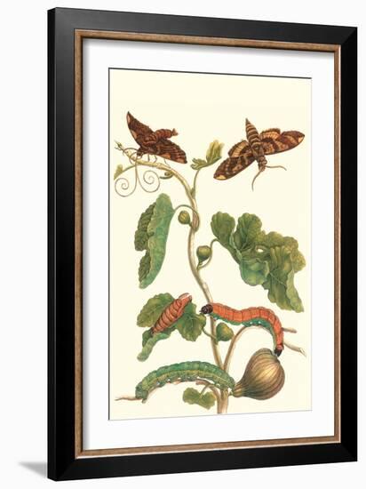 Fig Tree with Fig Sphinx-Maria Sibylla Merian-Framed Art Print