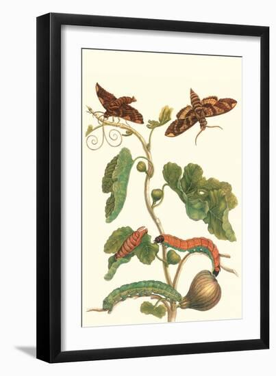 Fig Tree with Fig Sphinx-Maria Sibylla Merian-Framed Art Print