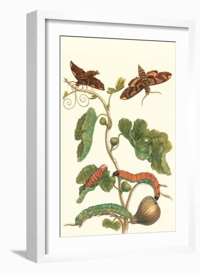 Fig Tree with Fig Sphinx-Maria Sibylla Merian-Framed Art Print