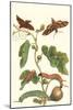 Fig Tree with Fig Sphinx-Maria Sibylla Merian-Mounted Art Print