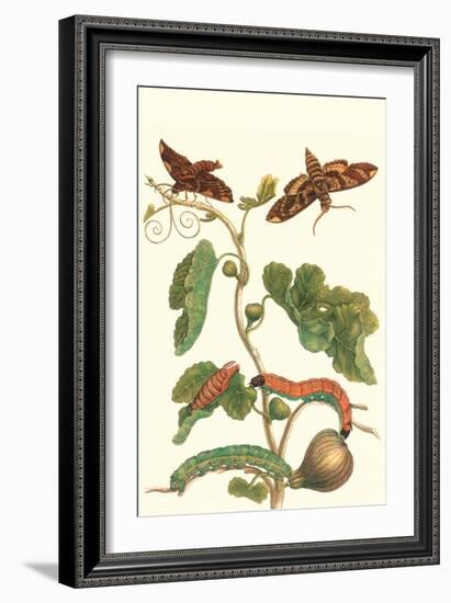 Fig Tree with Fig Sphinx-Maria Sibylla Merian-Framed Art Print