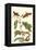 Fig Tree with Fig Sphinx-Maria Sibylla Merian-Framed Stretched Canvas