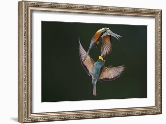 Fight Between Rainbows-Marco Redaelli-Framed Photographic Print