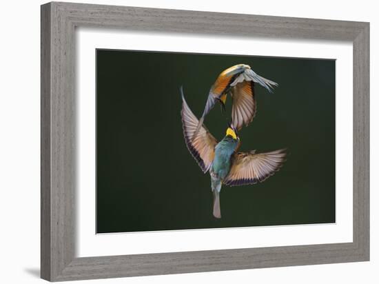 Fight Between Rainbows-Marco Redaelli-Framed Photographic Print