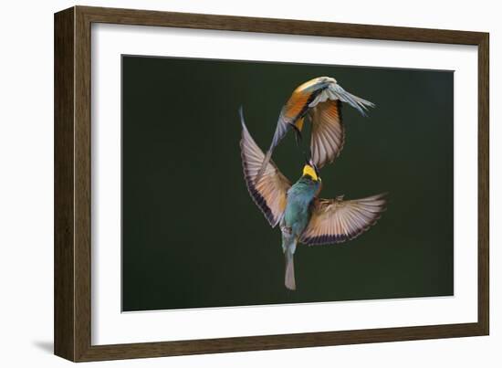 Fight Between Rainbows-Marco Redaelli-Framed Photographic Print