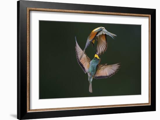 Fight Between Rainbows-Marco Redaelli-Framed Photographic Print